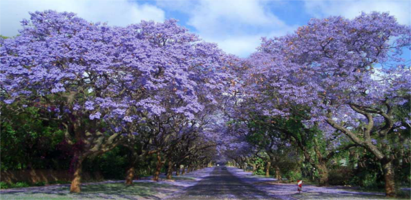 Jacaranda City