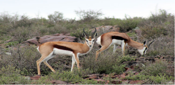 Krugersdorp Game Reservev